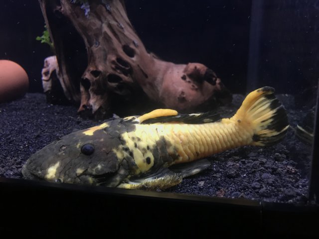 For Sale L056 Xantos Gold Chubby Pleco Monsterfishkeepers Com