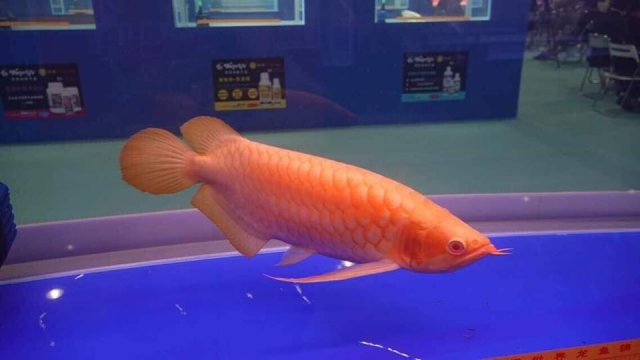 Albino Asian Arowana Red 1.jpg