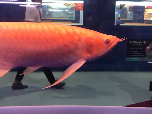 Albino Asian Arowana Red 2.jpg