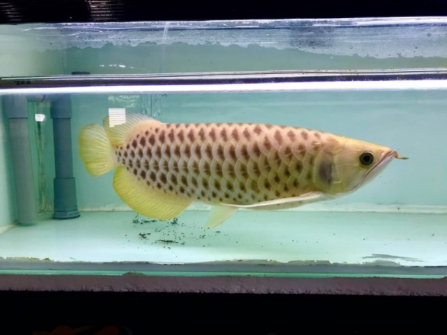 Axanthic Asian Arowana Gold Polkadot.jpg