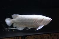 Snow Asian Arowana 4.jpg