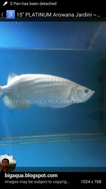 Platinum Jardini Arowana 1.jpg