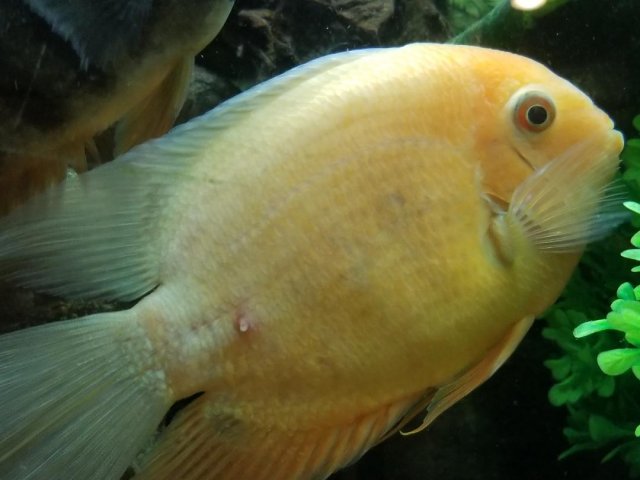 white severum fish