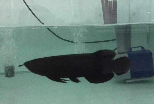 Melanistic Asian Arowana 1.jpg