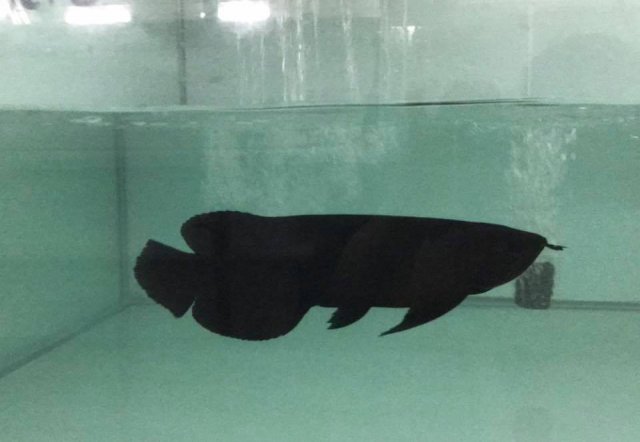 Melanistic Asian Arowana 2.jpg