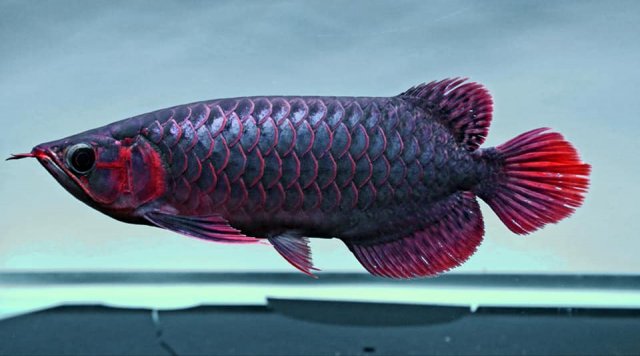 Black n Red Arowana 2.jpg