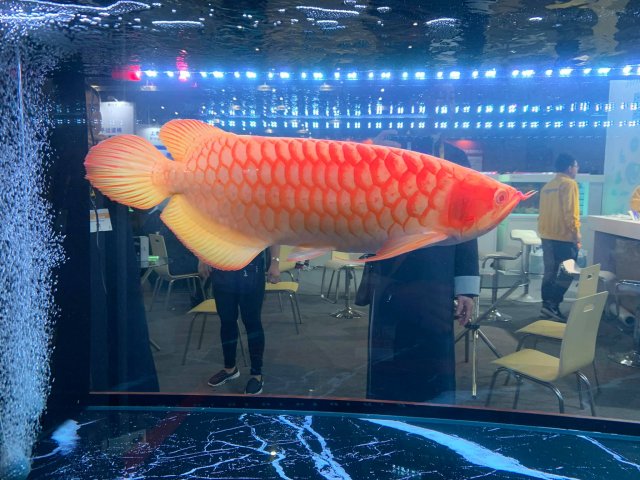 Albino Asian Arowana Red 4.jpg