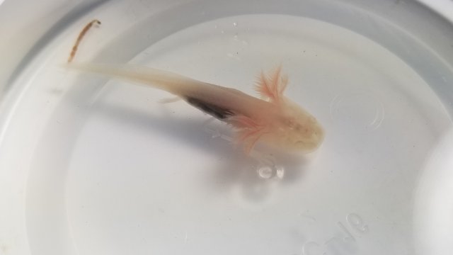 For Sale Juvenile Axolotl Monsterfishkeepers Com