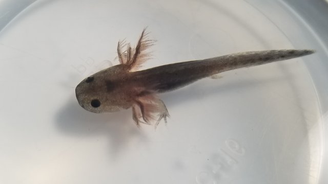 For Sale Juvenile Axolotl Monsterfishkeepers Com