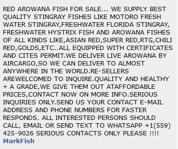 Arowana Scam.png