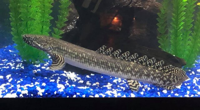 bichir.jpg