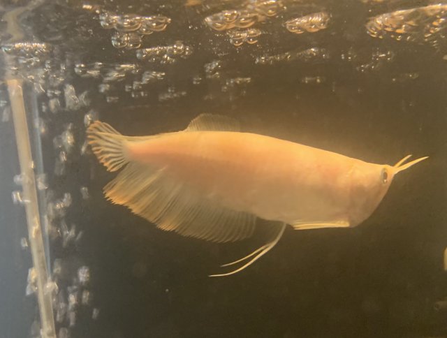 short body albino arowana