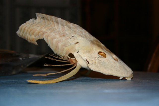 pleco-skeleton.jpg