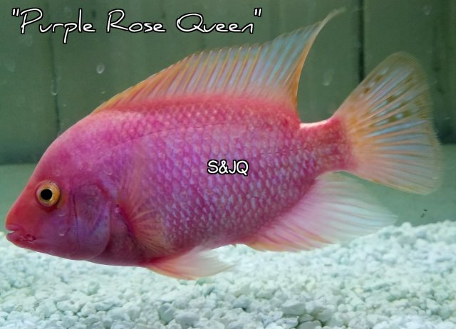 What Defines a 'Rose Queen' Flowerhorn?