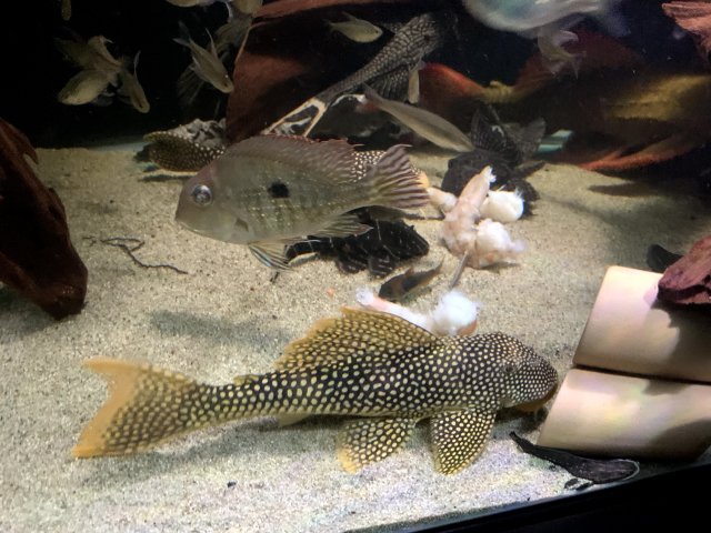 sunshine pleco