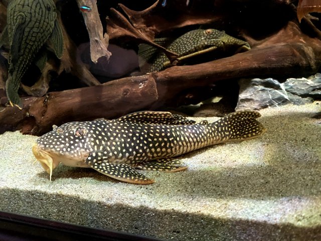 sunshine pleco