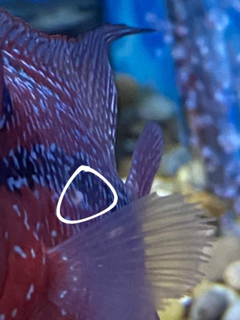 white spots on flowerhorn fish