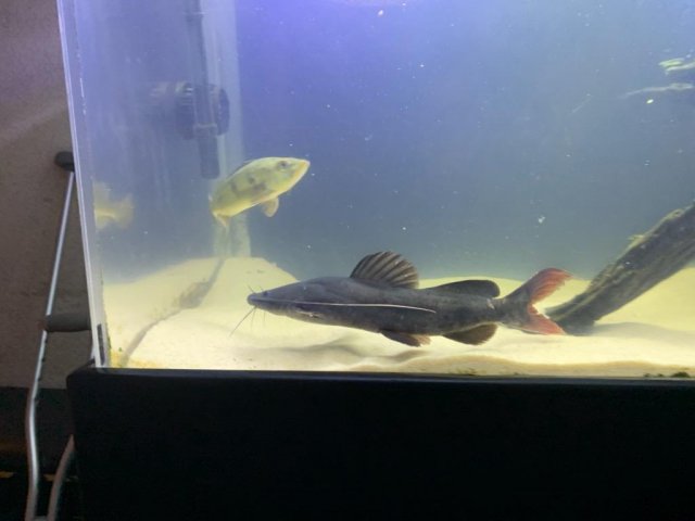 Asian red clearance tail catfish care