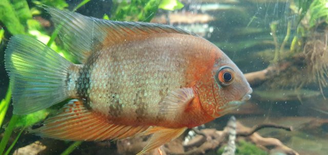 redneck severum