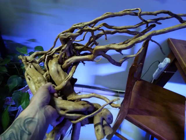 new drift wood2.jpg