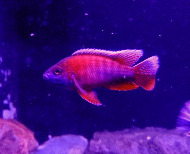 ruby red peacock cichlid