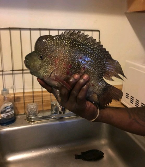 Texas Rio Grande Cichlid Monsterfishkeepers Com