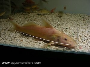 Albino Bolt Catfish 1.jpg