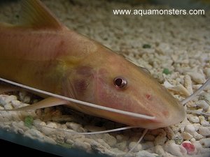 Albino Bolt Catfish 2.jpg