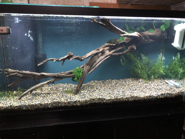 Just Fish Banglore - Genuine spiderwood (Driftwood) Available prices vary  per piece Only store pick up or delivery possible throughout Bangalore (Not  available in wholesale ) #justfishbangaluru #spiderwood #driftwood  #aquariums #aquascaping #hobby #