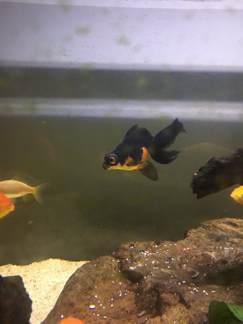 Goldfish 2024 turning black