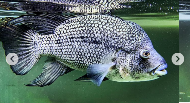 What type of Black Nasty is this one? | MonsterFishKeepers.com