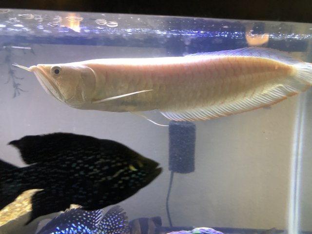 leucistic arowana