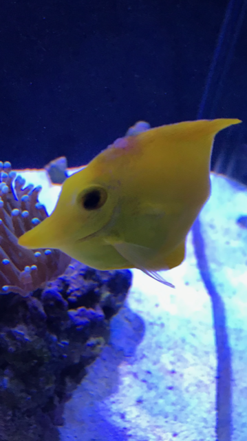 Yellow Tang has brownish / white spot on his forehead - PLEASE HELP ...