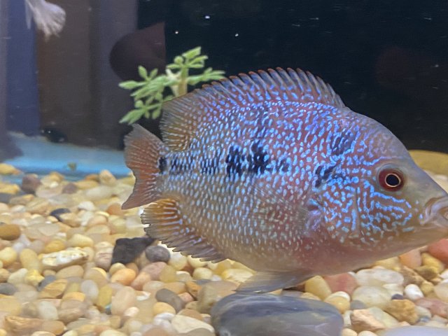 flowerhorn cencu