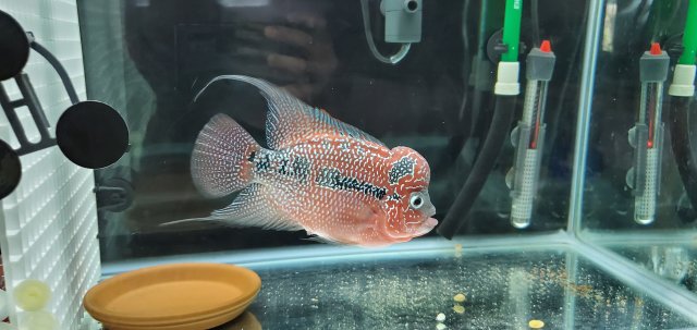 turquoise betta fish