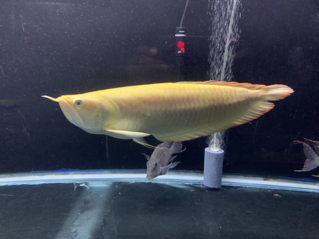 short body albino arowana