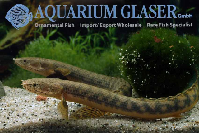 Polypterus mokelembembe – Tag my Fish