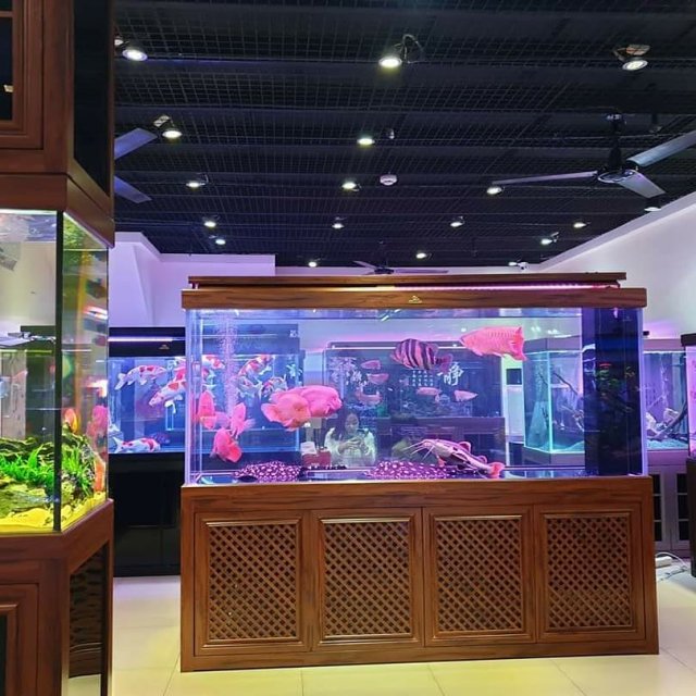 Fish Store 5.jpg