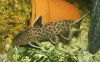 synodontis petricola.jpg