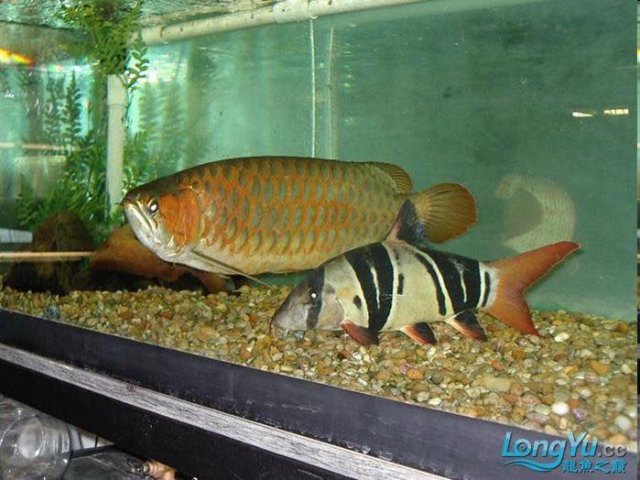 Clown Loach 1.jpg