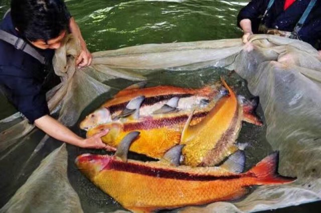 100 cm Myxocyprinus Asiaticus.jpg