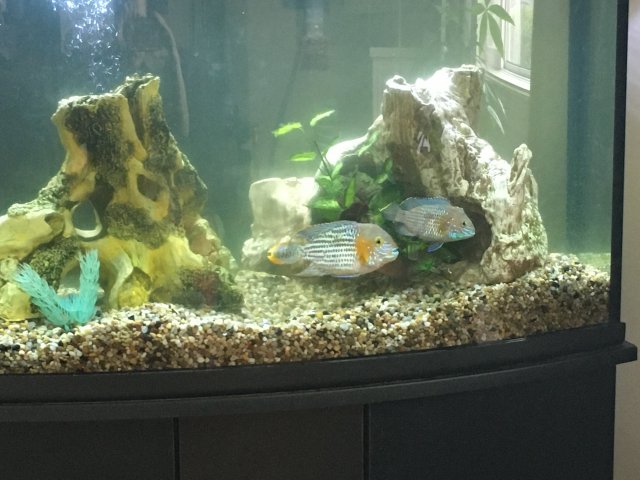 green terror fish tank