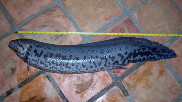 Lungfish Gerbers 39 inches 1.JPG