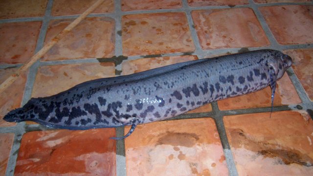 Lungfish Gerbers 39 inches 2.JPG