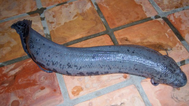 Lungfish Gerbers 39 inches 4.JPG