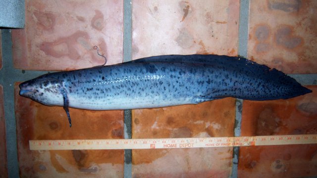 Lungfish snookn west african 4.JPG