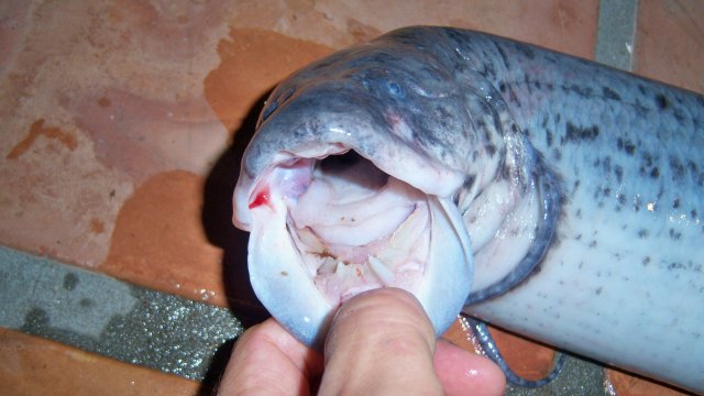 Lungfish snookn west african 6.JPG