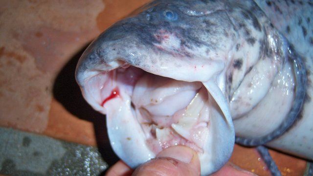 Lungfish snookn west african 7.JPG