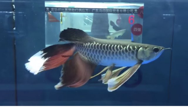 long fin arowana