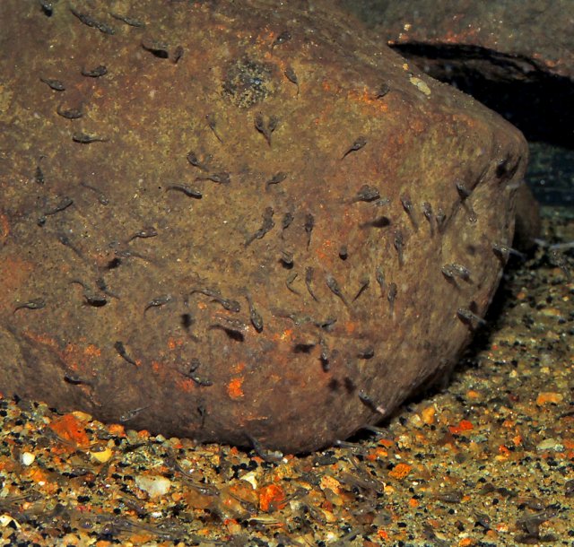 Siquia Fry Rock.jpg